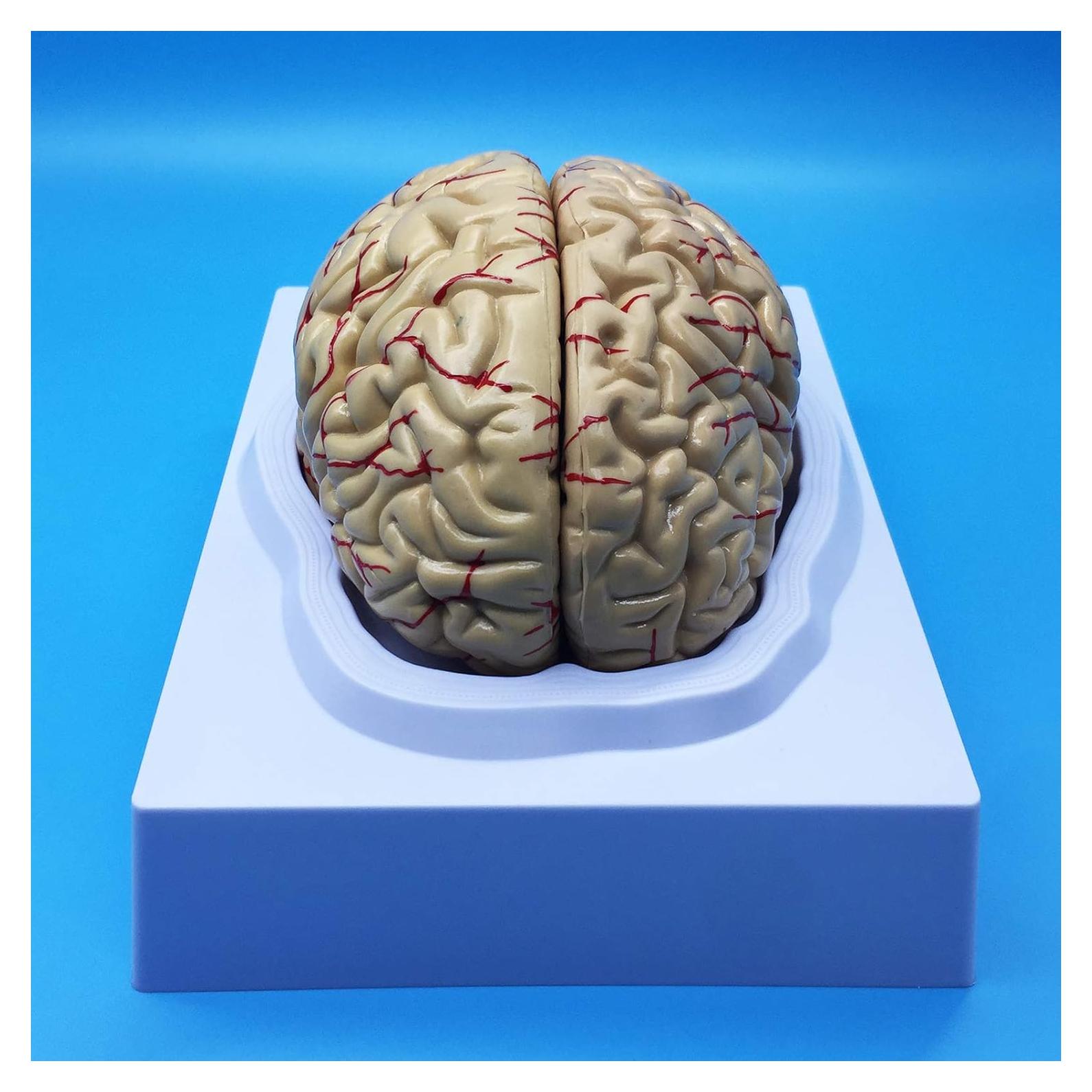Modelo Anatómico del Cerebro Humano QSMYS 8 Partes 11.9 cm