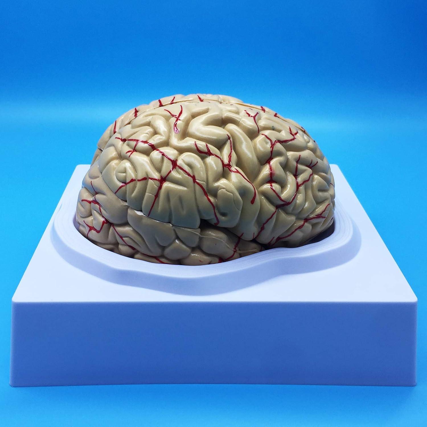 Modelo Anatómico del Cerebro Humano QSMYS 8 Partes 11.9 cm
