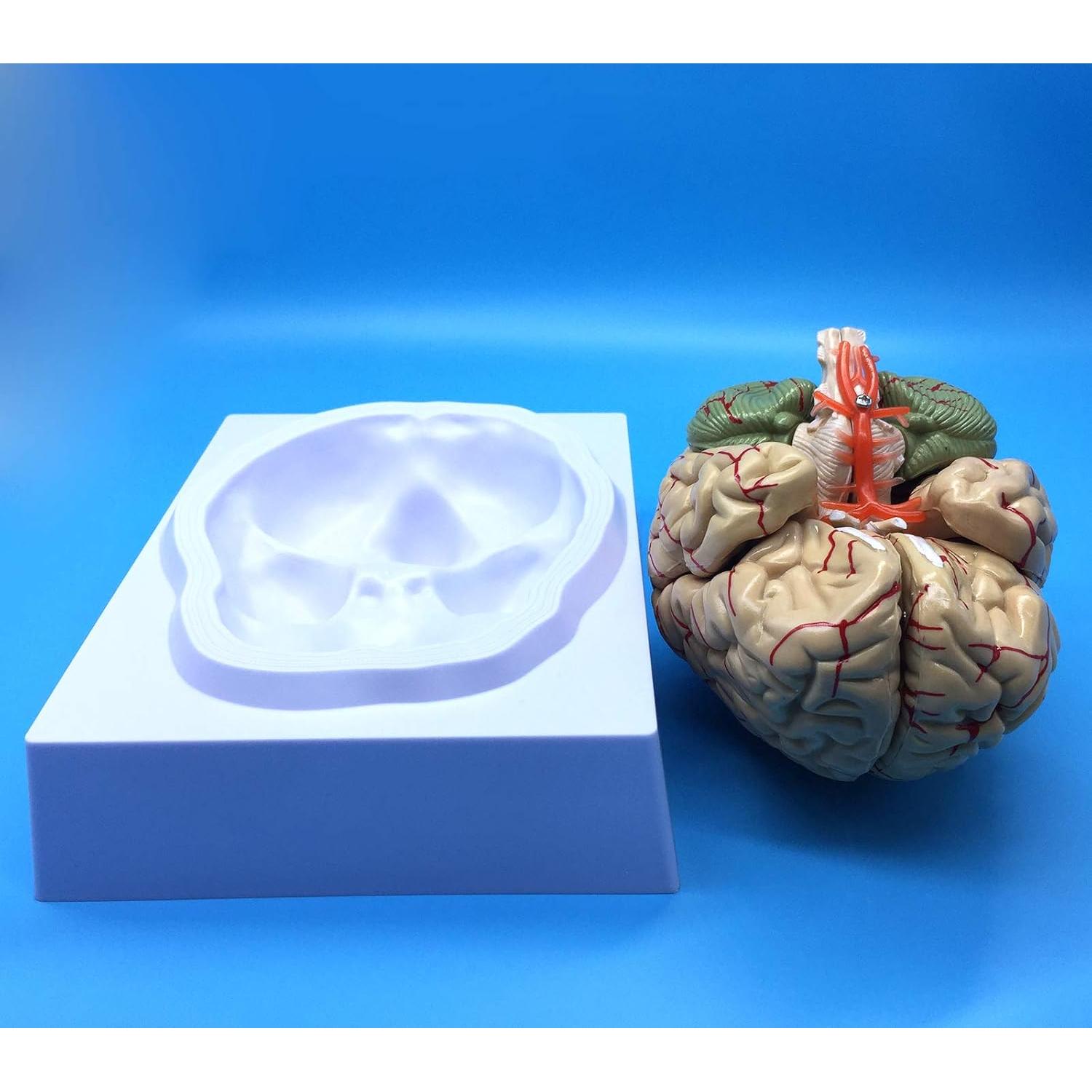 Modelo Anatómico del Cerebro Humano QSMYS 8 Partes 11.9 cm