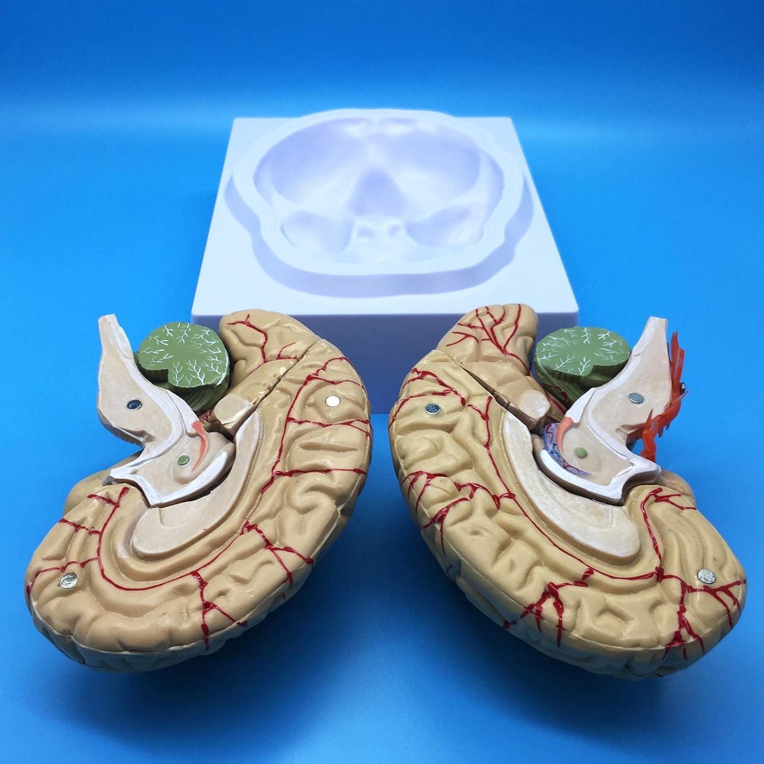 Modelo Anatómico del Cerebro Humano QSMYS 8 Partes 11.9 cm