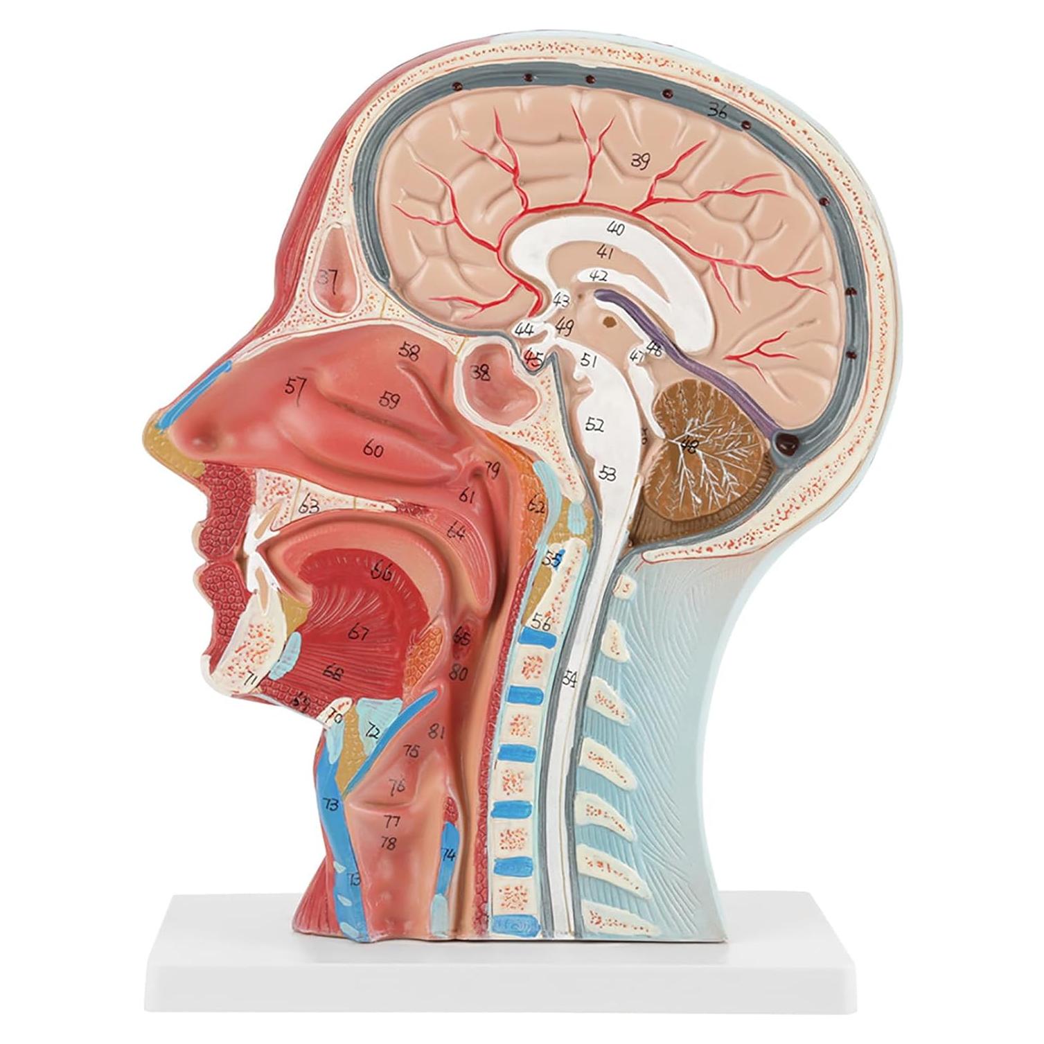 Modelo de Cabeza Médica Oumefar Cerebro Humano 4D Seccionado