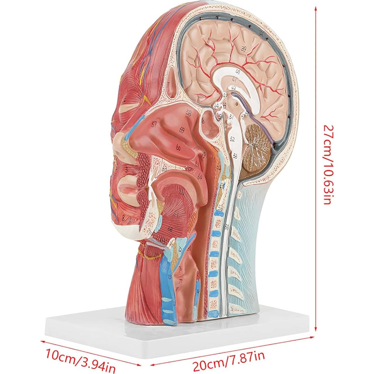 Modelo de Cabeza Médica Oumefar Cerebro Humano 4D Seccionado