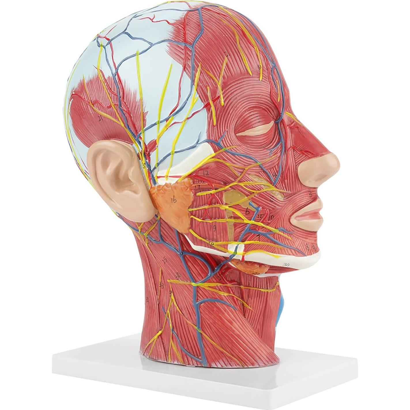 Modelo de Cabeza Médica Oumefar Cerebro Humano 4D Seccionado