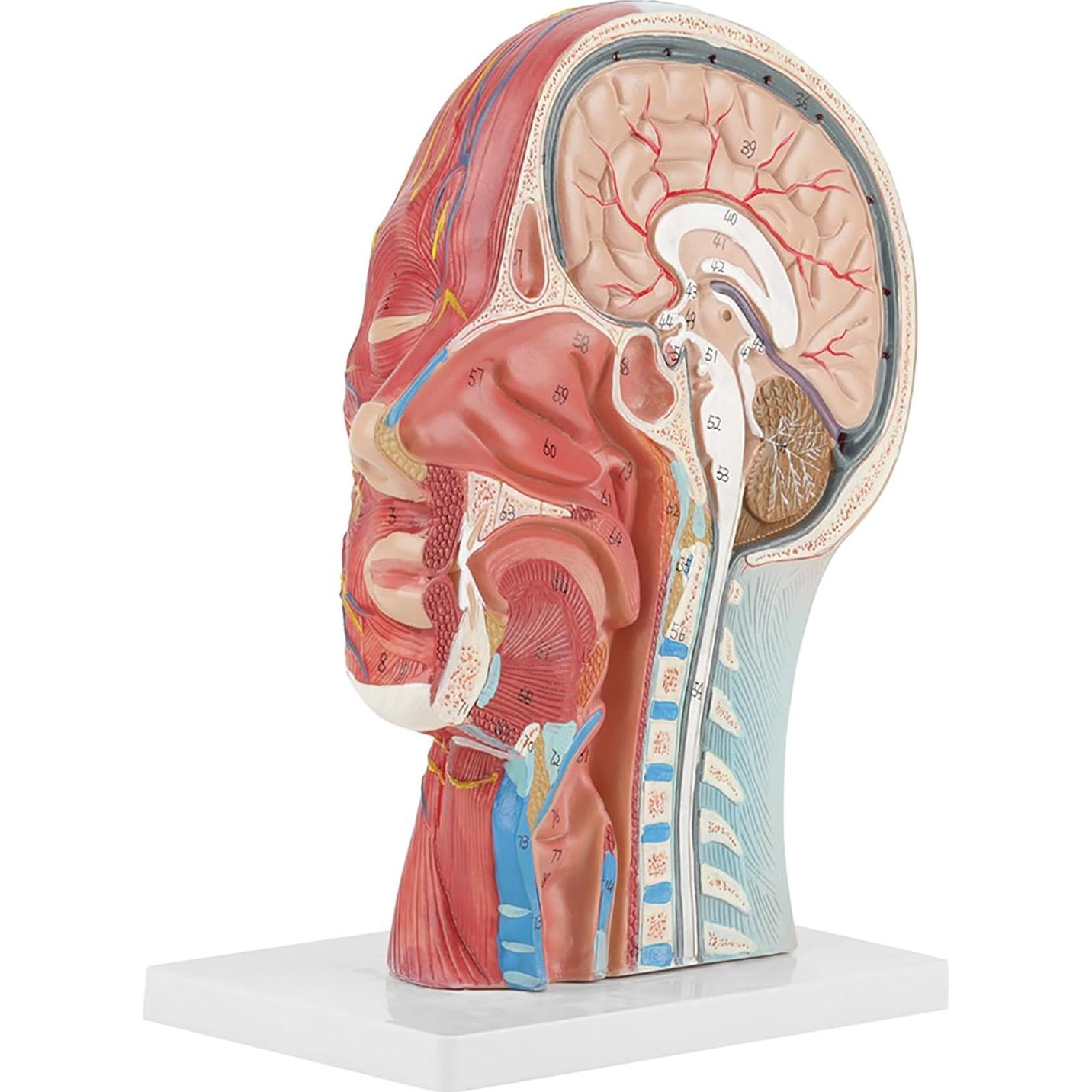 Modelo de Cabeza Médica Oumefar Cerebro Humano 4D Seccionado