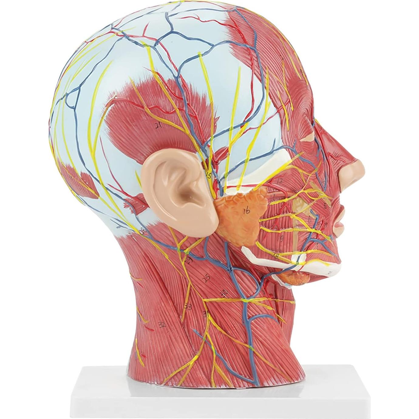 Modelo de Cabeza Médica Oumefar Cerebro Humano 4D Seccionado