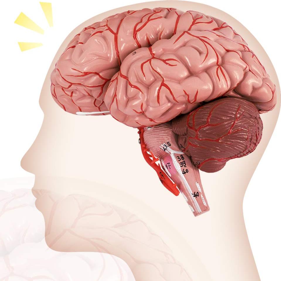 Modelo de Cerebro Humano Evotech 9 Piezas PVC a Tamaño Real