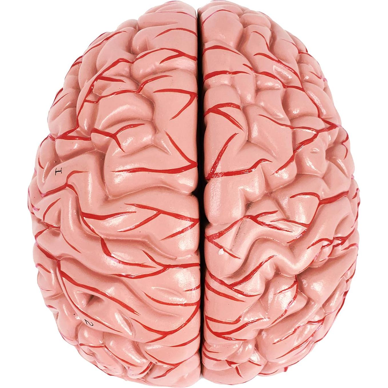 Modelo de Cerebro Humano Evotech 9 Piezas PVC a Tamaño Real