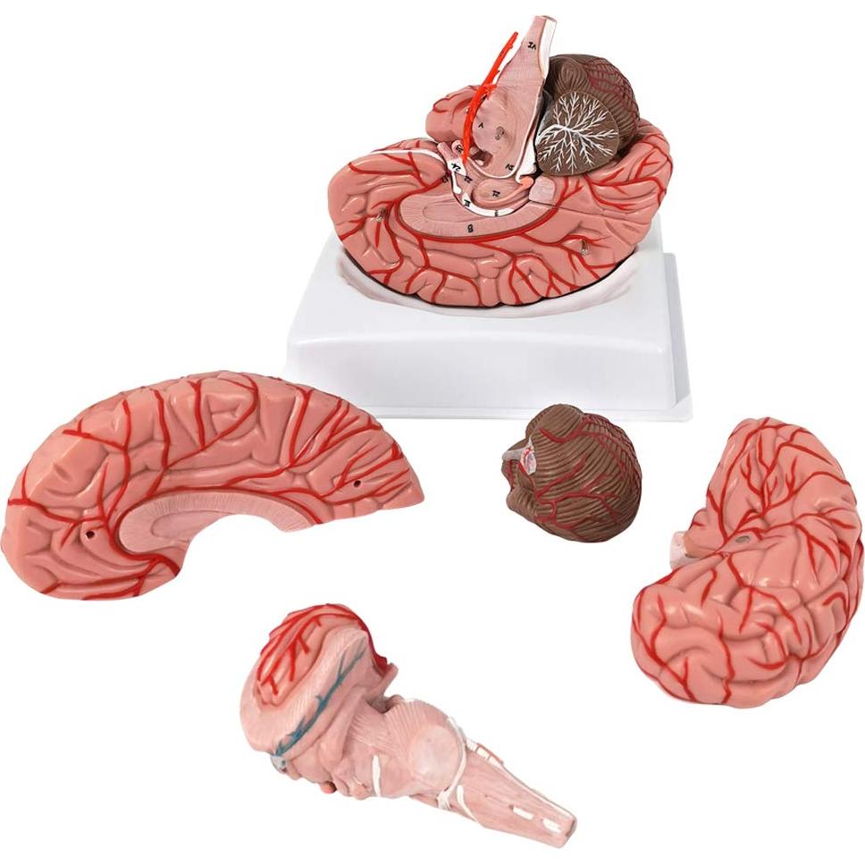 Modelo de Cerebro Humano Evotech 9 Piezas PVC a Tamaño Real