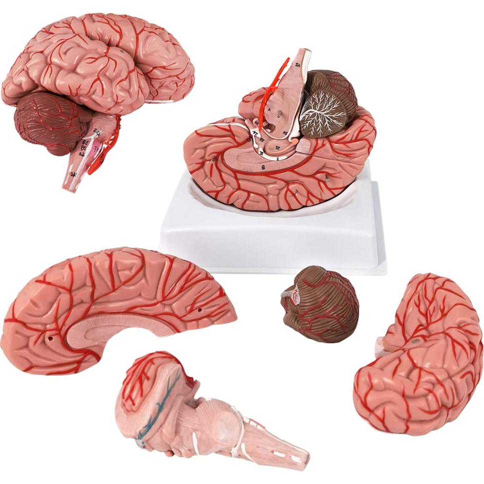 Modelo de Cerebro Humano Evotech 9 Piezas PVC a Tamaño Real