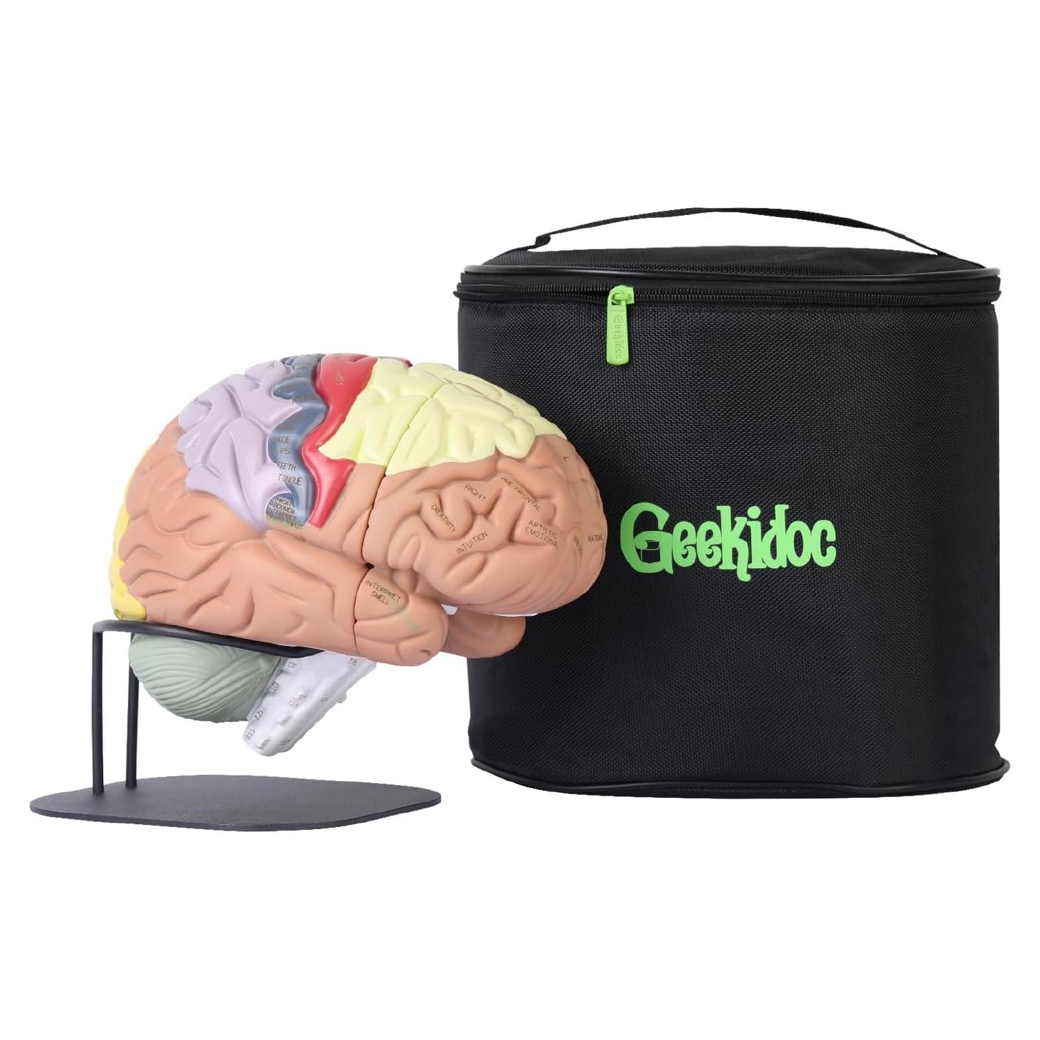 Modelo de Cerebro Humano Geekidoc 2x con Etiquetas Grabadas