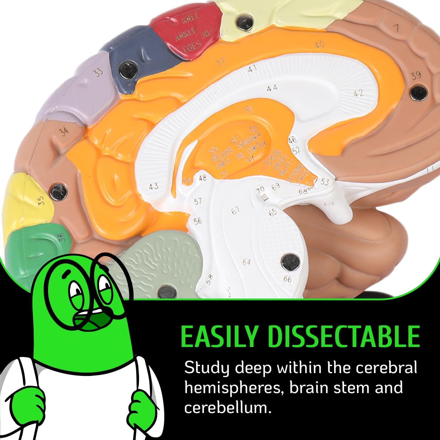 Modelo de Cerebro Humano Geekidoc 2x con Etiquetas Grabadas