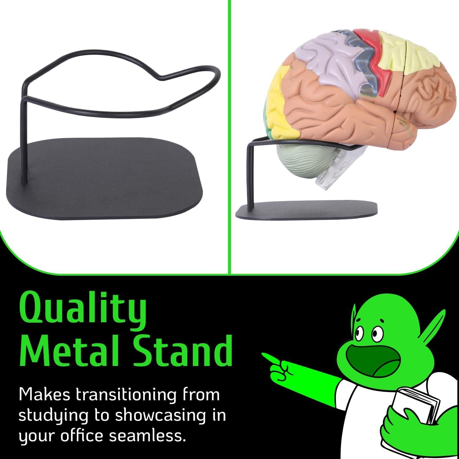 Modelo de Cerebro Humano Geekidoc 2x con Etiquetas Grabadas