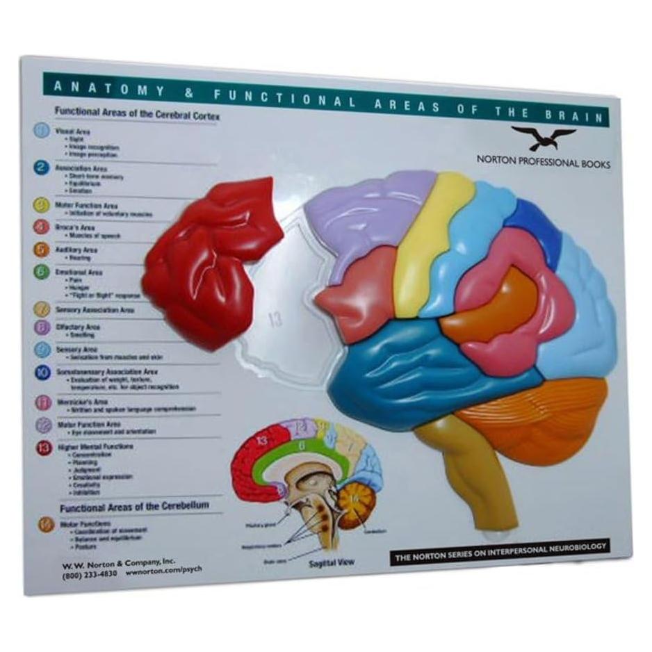 Rompecabezas Cerebral 3D W. W. Norton - Anatomía y Funciones