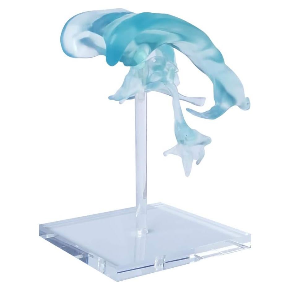 Modelo de Ventrículos Cerebrales Humanos EVOTECH 12x12cm