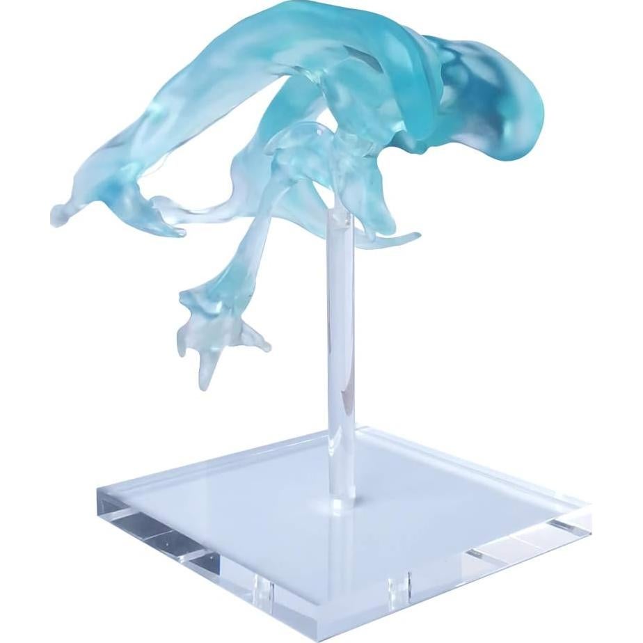 Modelo de Ventrículos Cerebrales Humanos EVOTECH 12x12cm