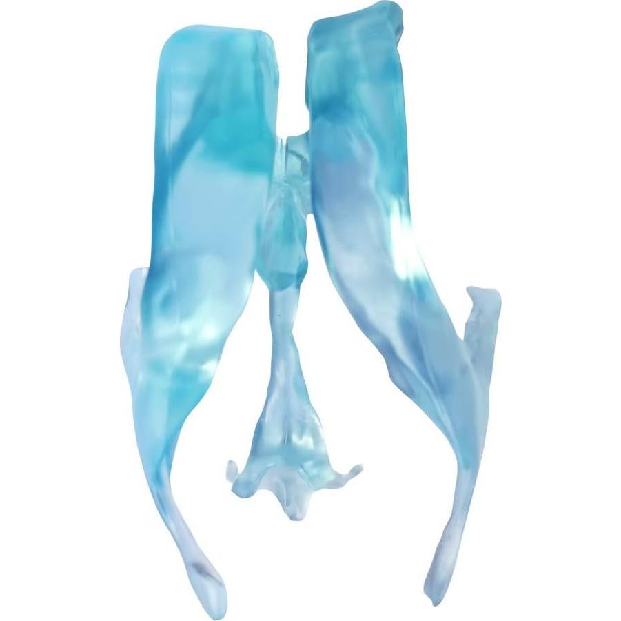 Modelo de Ventrículos Cerebrales Humanos EVOTECH 12x12cm