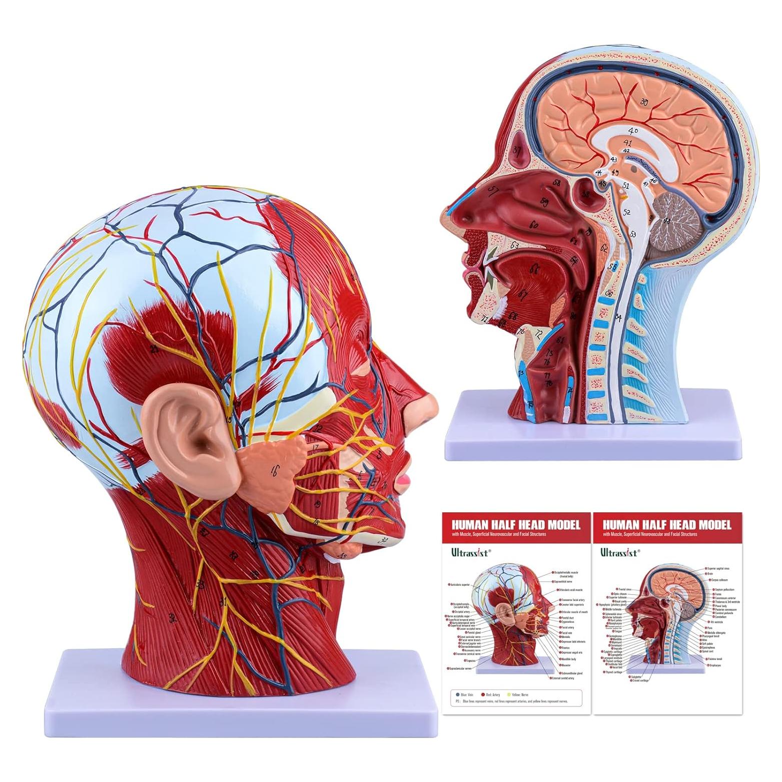 Modelo de Cabeza Humana Anatómica Ultrassist 1:1 con Diagrama