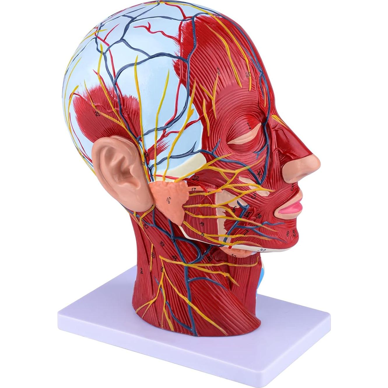 Modelo de Cabeza Humana Anatómica Ultrassist 1:1 con Diagrama