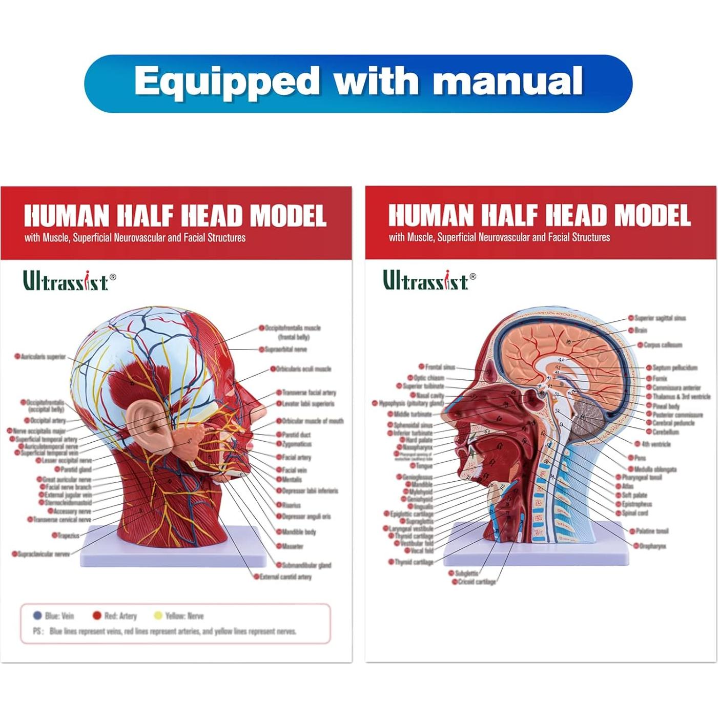 Modelo de Cabeza Humana Anatómica Ultrassist 1:1 con Diagrama