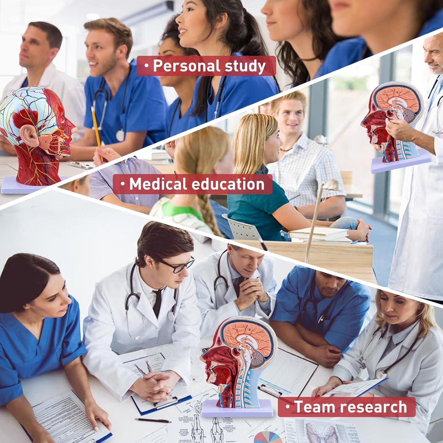 Modelo de Cabeza Humana Anatómica Ultrassist 1:1 con Diagrama