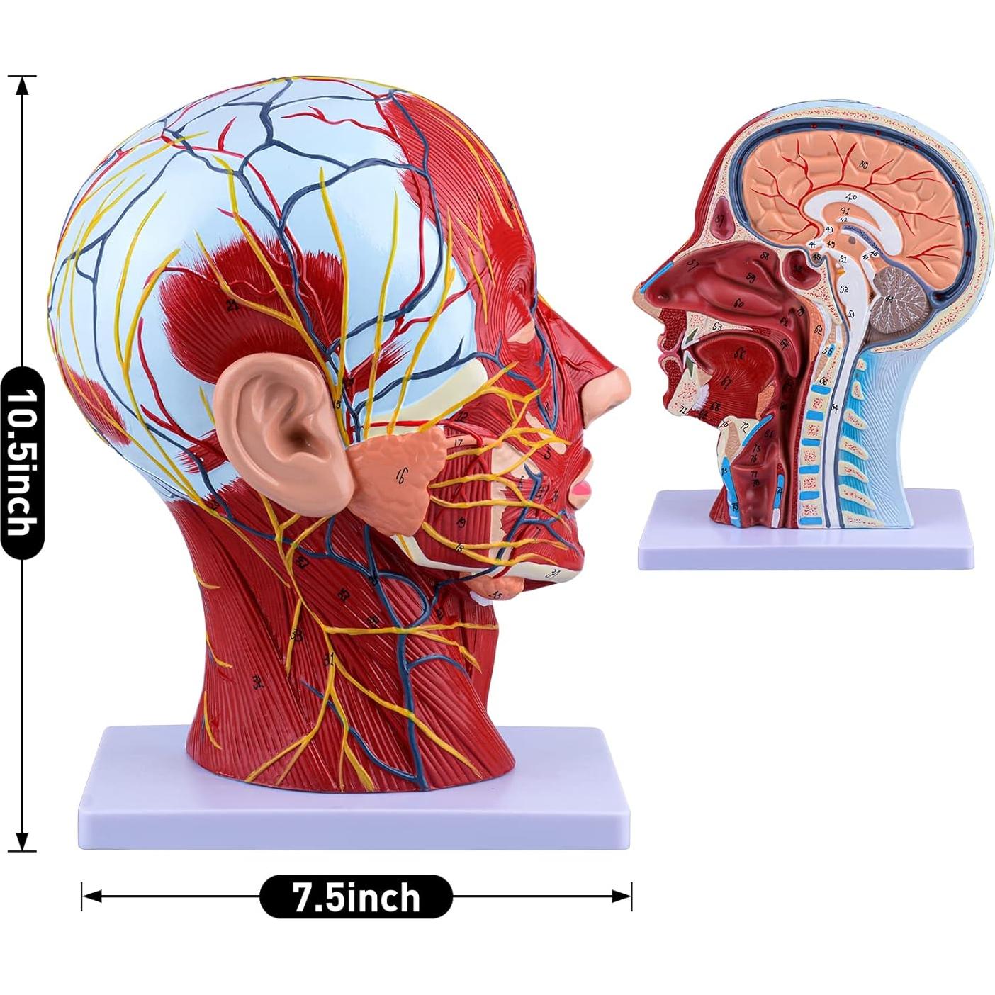 Modelo de Cabeza Humana Anatómica Ultrassist 1:1 con Diagrama