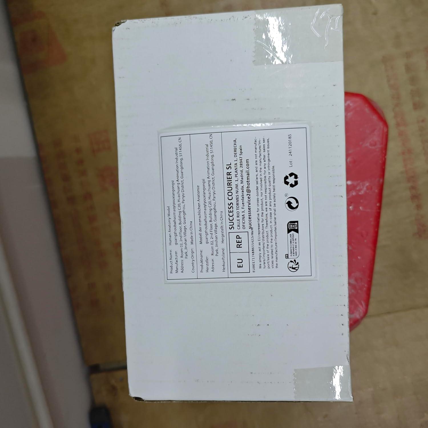 Modelo de Cabeza Humana Anatómica Ultrassist 1:1 con Diagrama