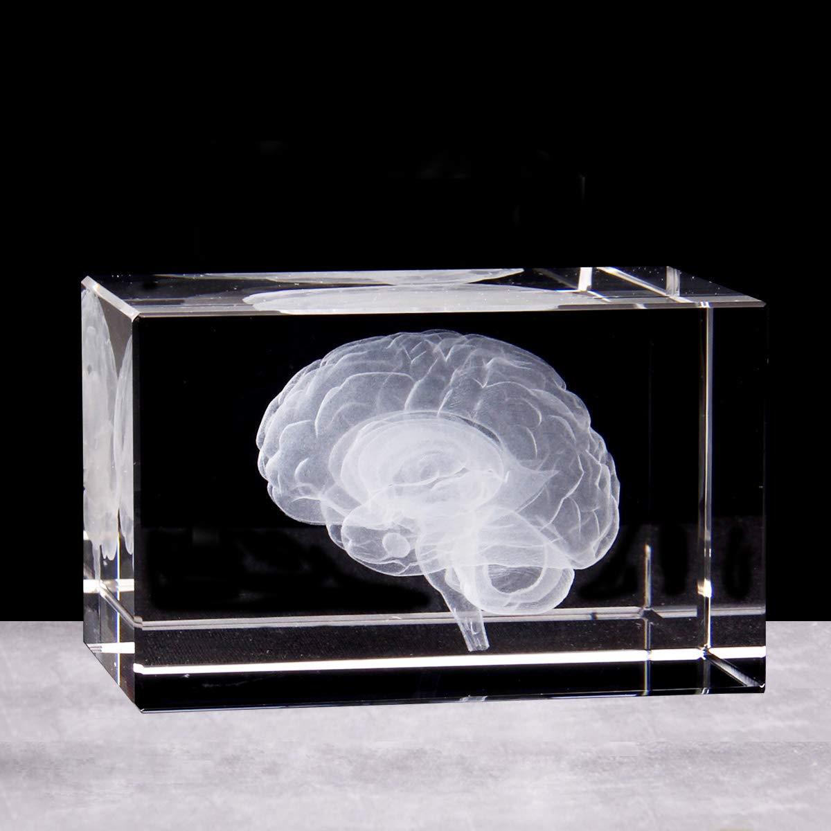 Sujetapapeles 3D Cerebro Humano XINDAM en Cristal 7.87x5.08 cm