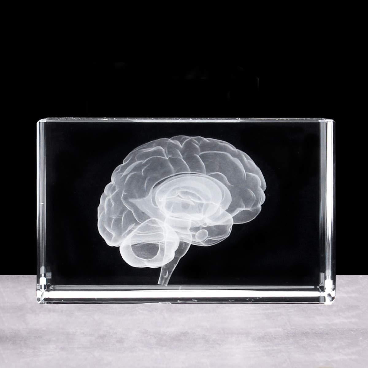 Sujetapapeles 3D Cerebro Humano XINDAM en Cristal 7.87x5.08 cm