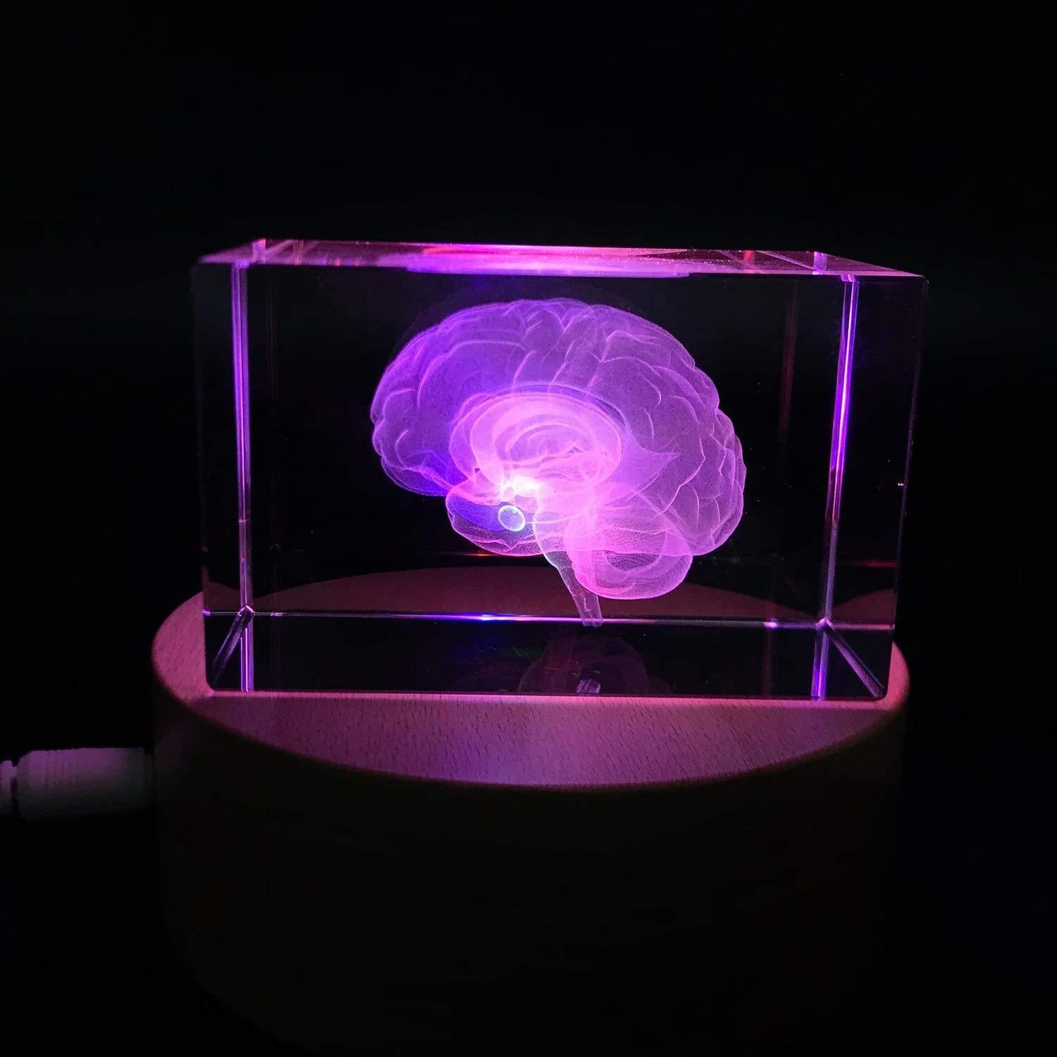 Sujetapapeles 3D Cerebro Humano XINDAM en Cristal 7.87x5.08 cm