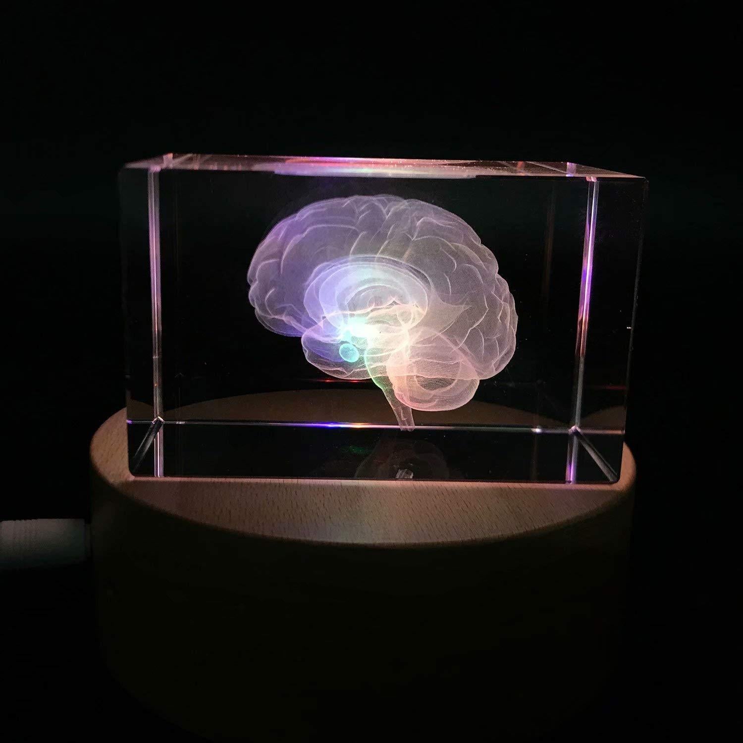 Sujetapapeles 3D Cerebro Humano XINDAM en Cristal 7.87x5.08 cm