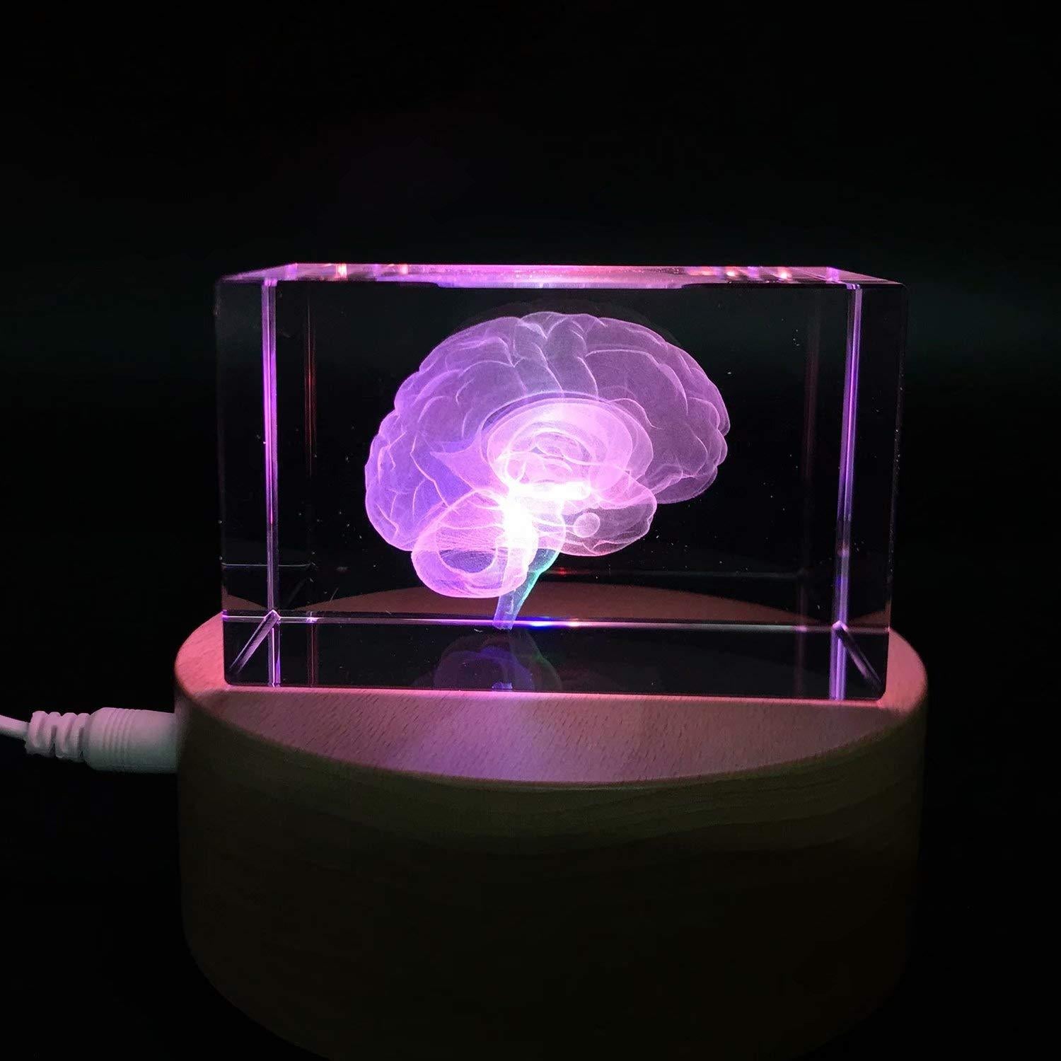 Sujetapapeles 3D Cerebro Humano XINDAM en Cristal 7.87x5.08 cm