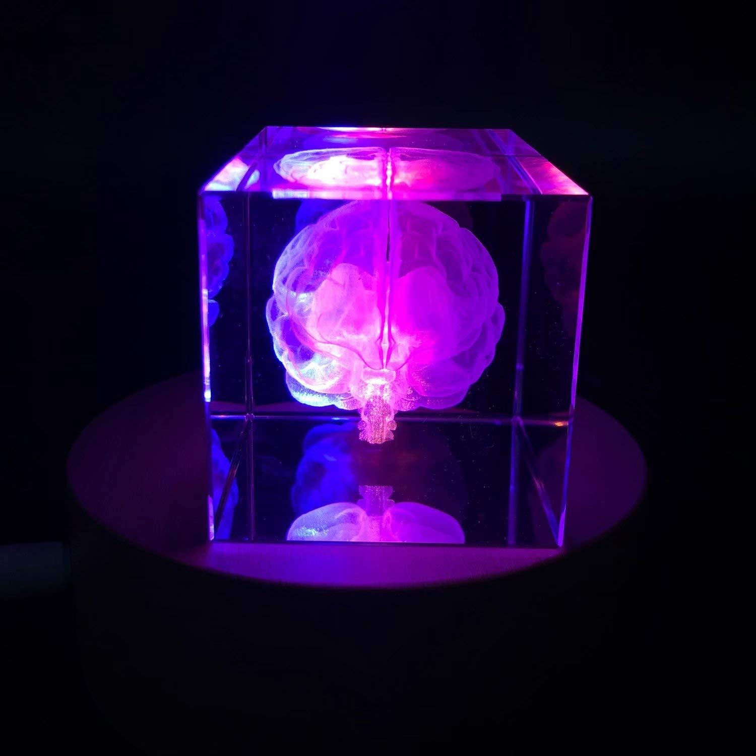 Sujetapapeles 3D Cerebro Humano XINDAM en Cristal 7.87x5.08 cm