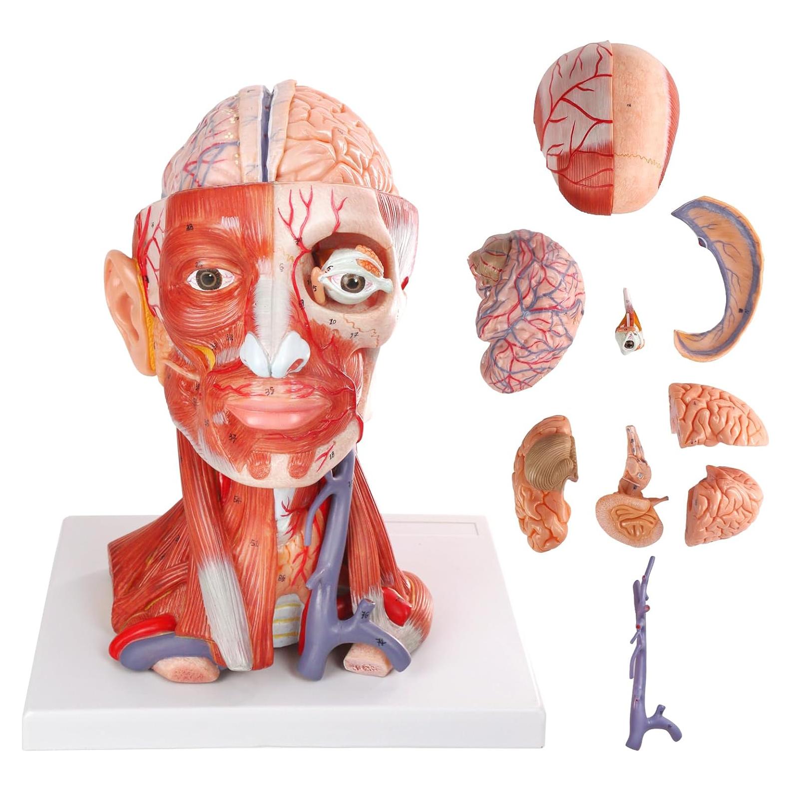 Modelo Anatómico de Cabeza y Cuello Humano HADWYN 10 Piezas