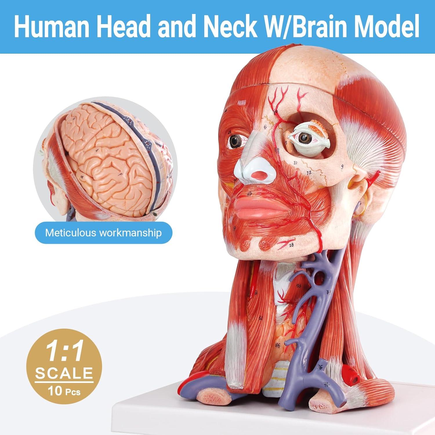 Modelo Anatómico de Cabeza y Cuello Humano HADWYN 10 Piezas