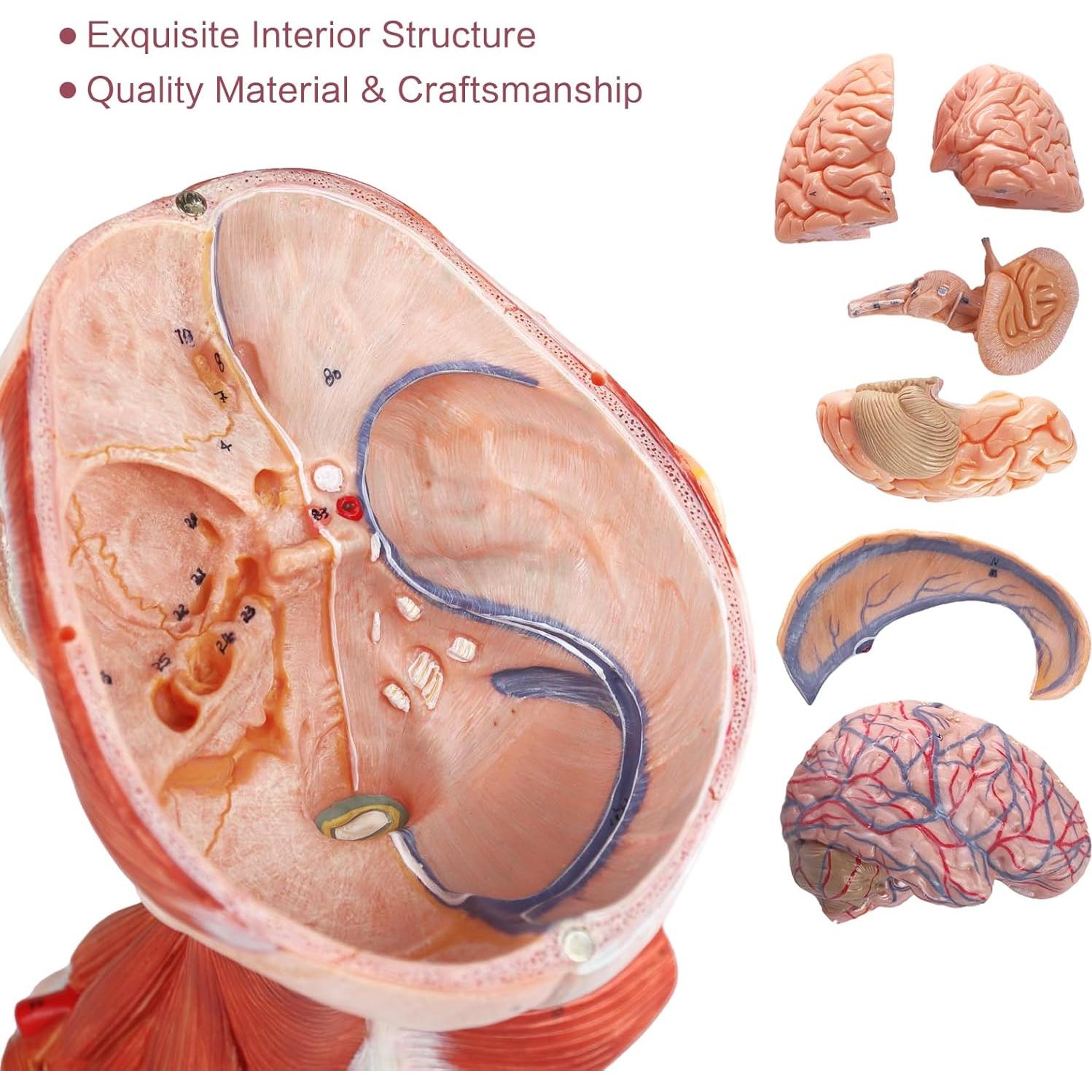 Modelo Anatómico de Cabeza y Cuello Humano HADWYN 10 Piezas