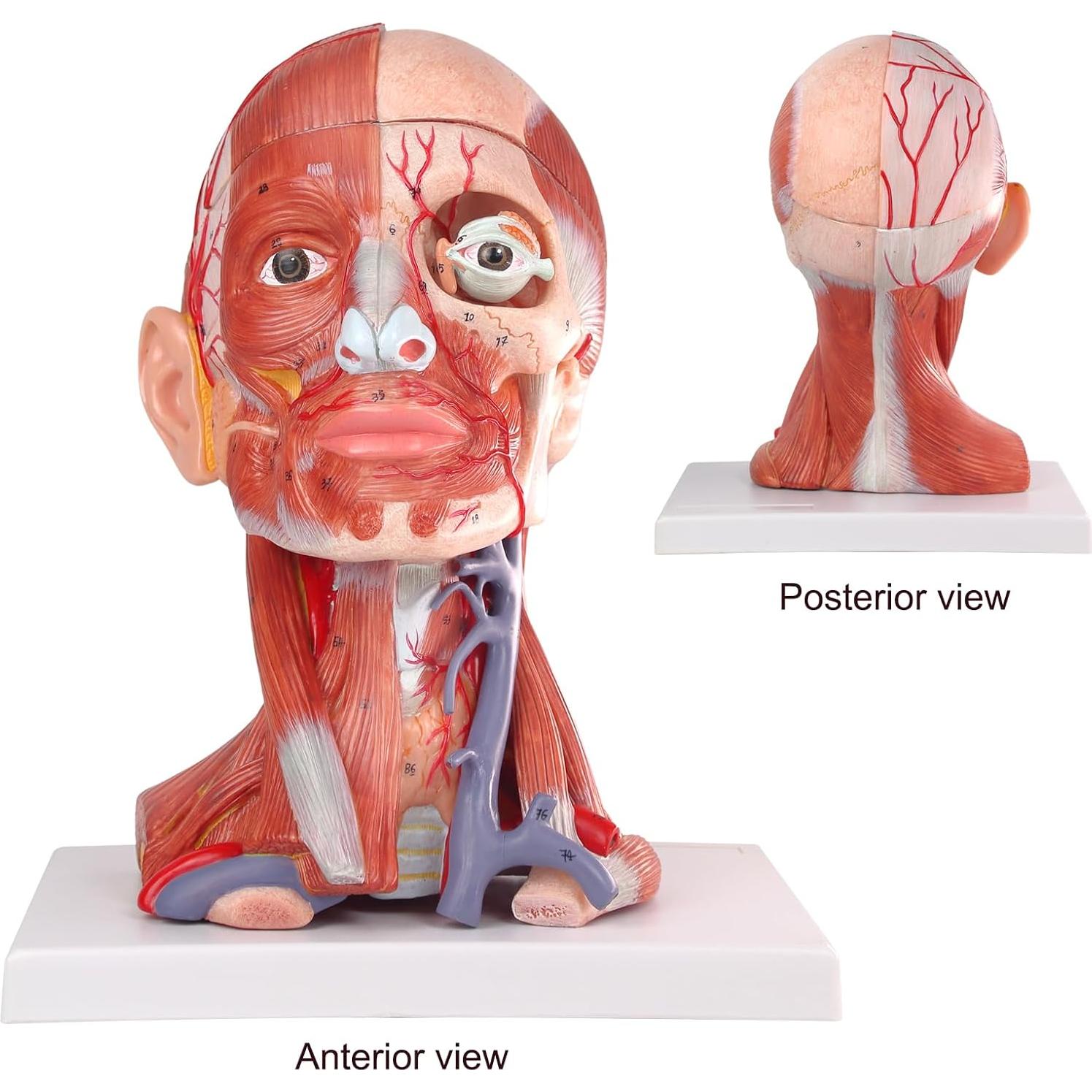 Modelo Anatómico de Cabeza y Cuello Humano HADWYN 10 Piezas