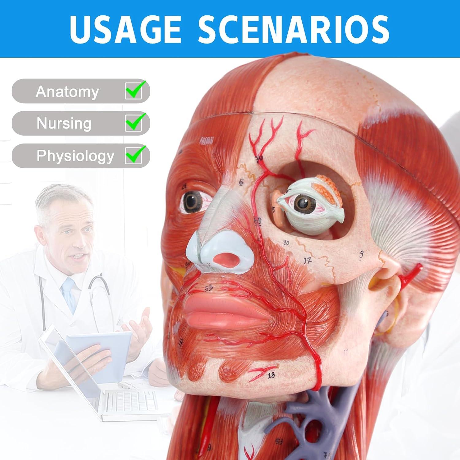 Modelo Anatómico de Cabeza y Cuello Humano HADWYN 10 Piezas