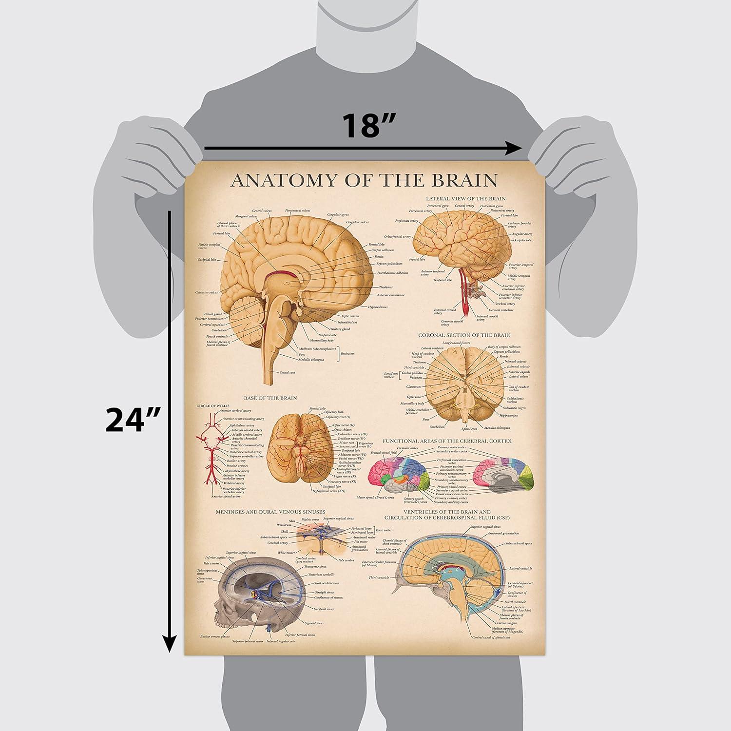 Póster de Anatomía del Cerebro Laminado Palace Learning 45x61 cm