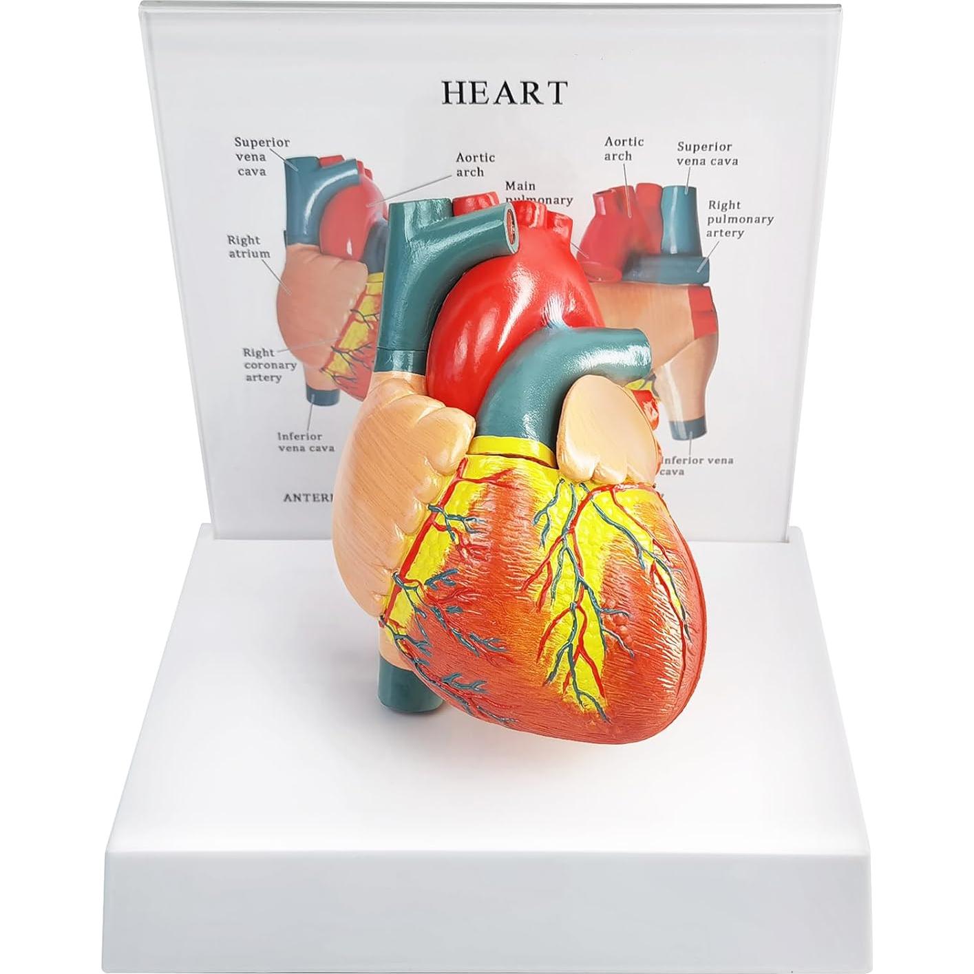 Modelo Anatómico Corazón Humano 2 Partes Merinden con Base