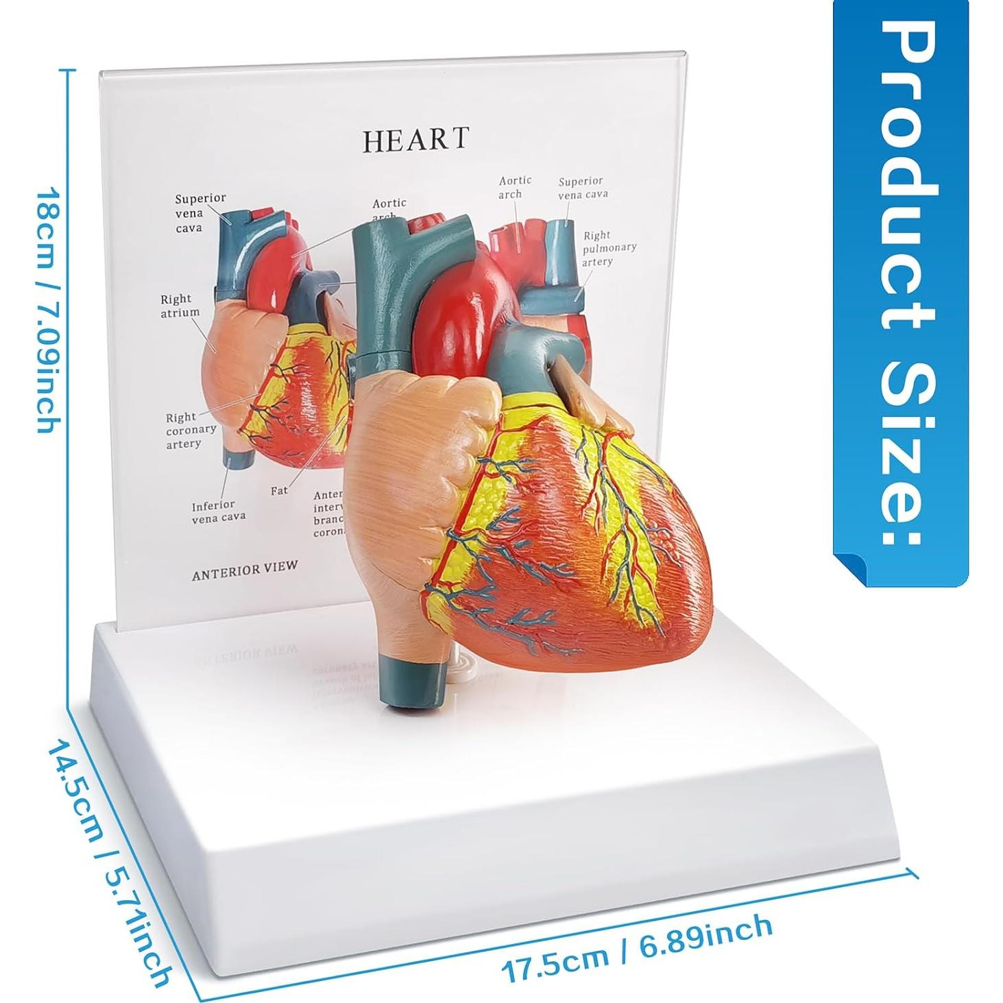 Modelo Anatómico Corazón Humano 2 Partes Merinden con Base