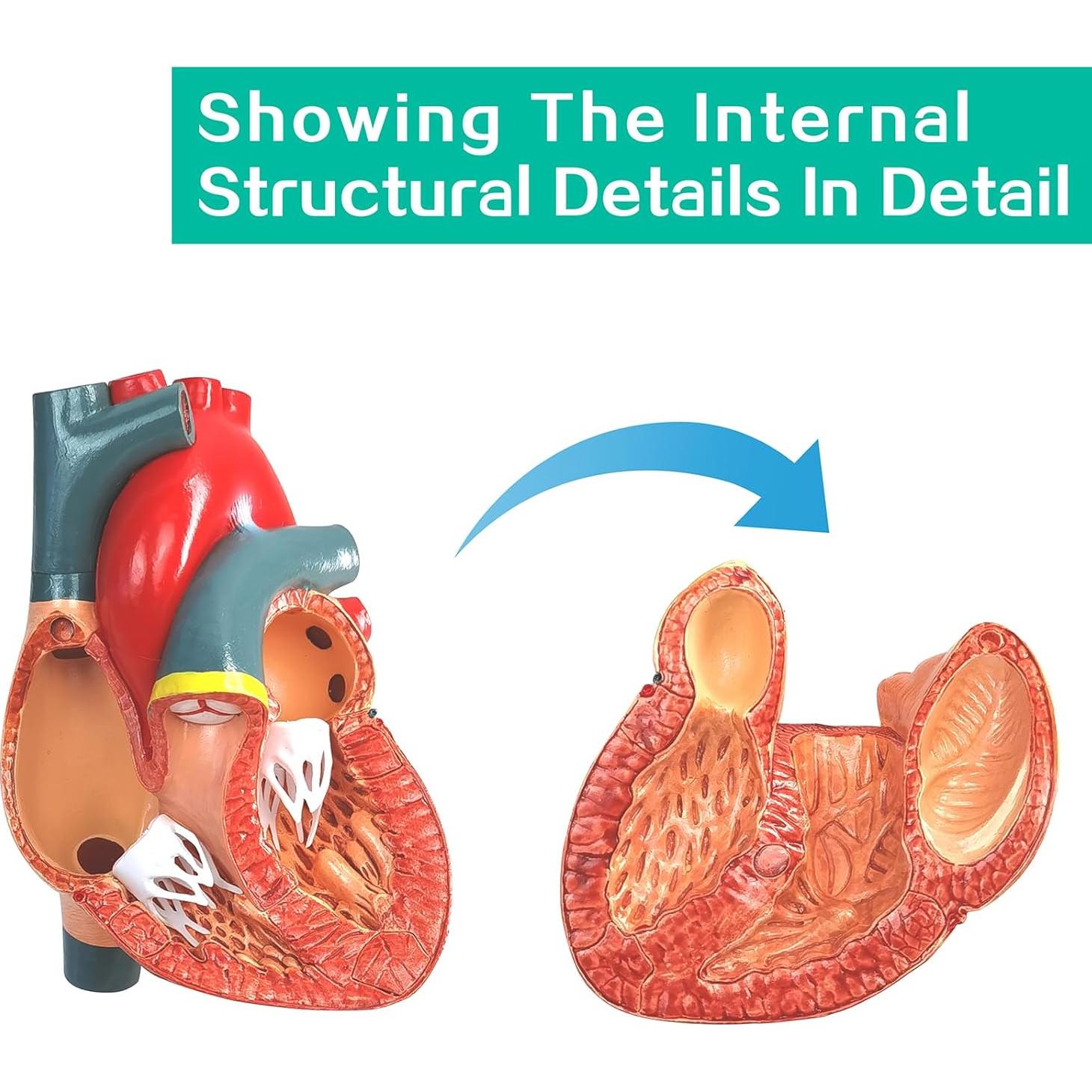 Modelo Anatómico Corazón Humano 2 Partes Merinden con Base