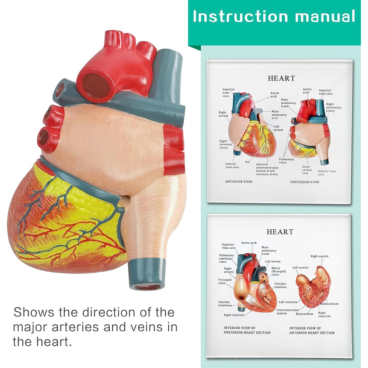Modelo Anatómico Corazón Humano 2 Partes Merinden con Base