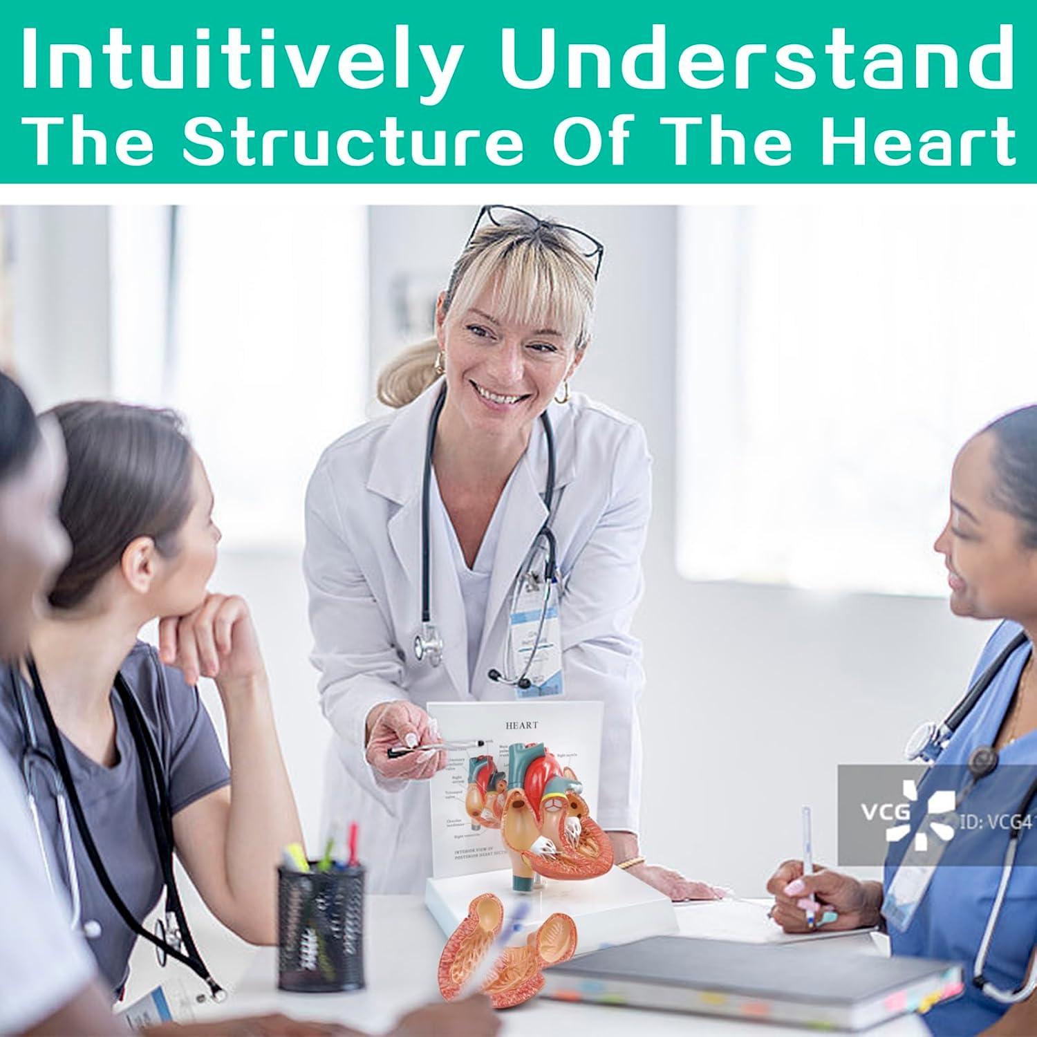 Modelo Anatómico Corazón Humano 2 Partes Merinden con Base