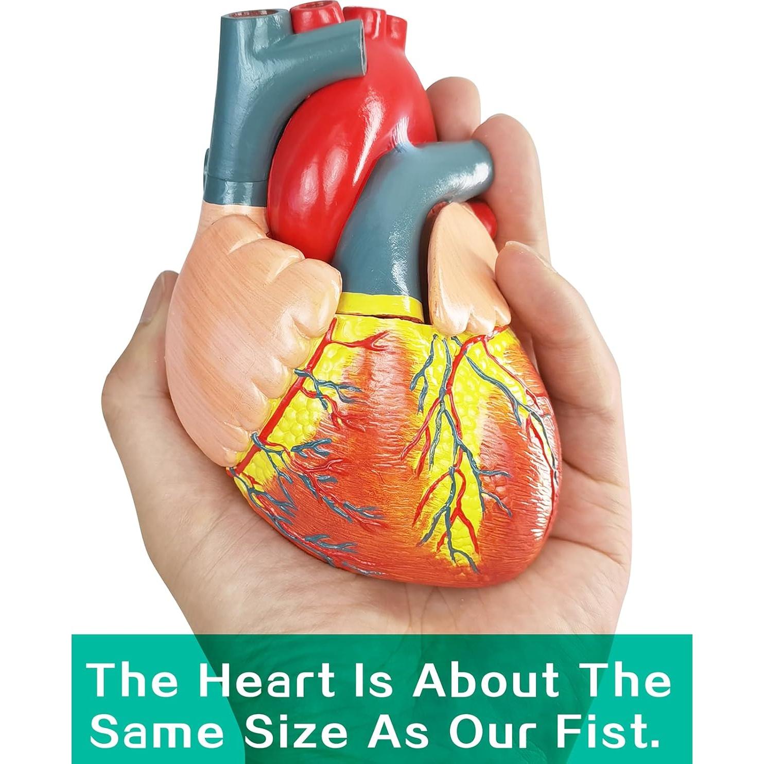 Modelo Anatómico Corazón Humano 2 Partes Merinden con Base