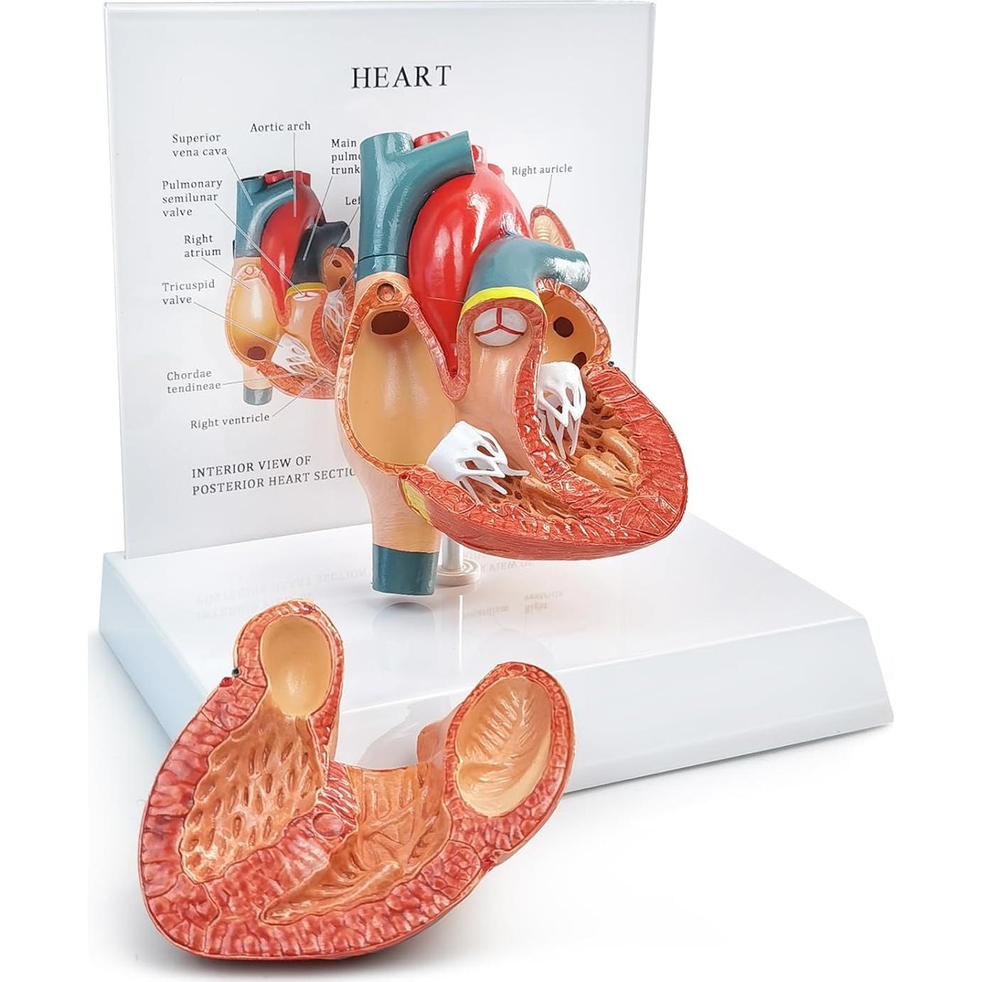 Modelo Anatómico Corazón Humano 2 Partes Merinden con Base