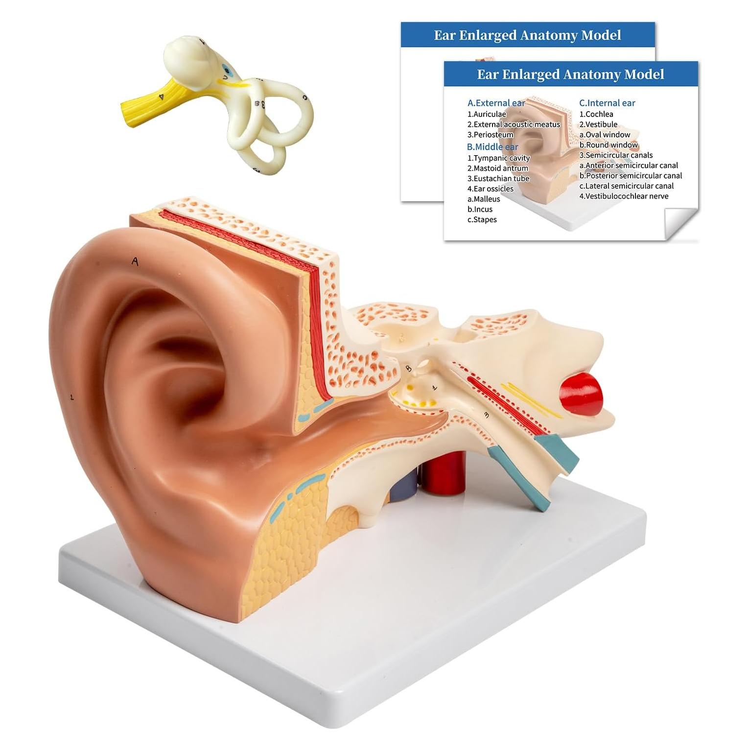 Modelo Anatómico del Oído Humano 3X SFXYJ PVC para Estudio