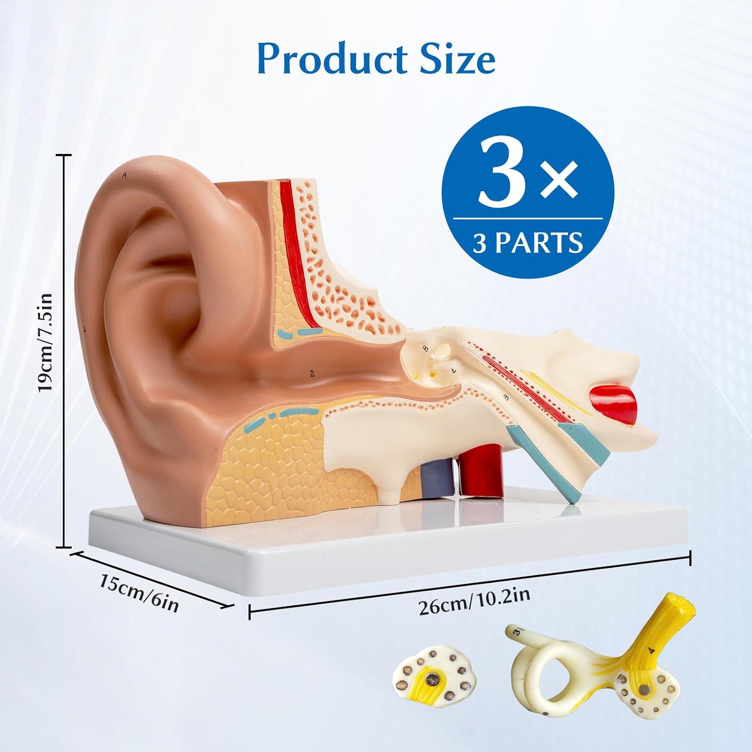 Modelo Anatómico del Oído Humano 3X SFXYJ PVC para Estudio