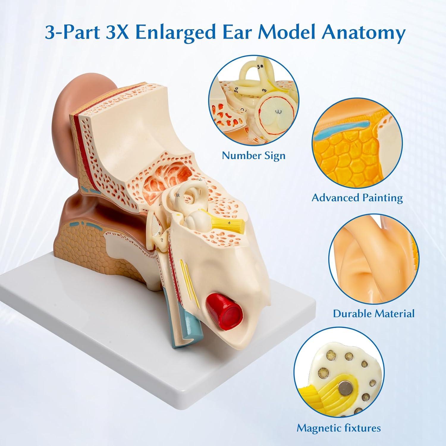 Modelo Anatómico del Oído Humano 3X SFXYJ PVC para Estudio