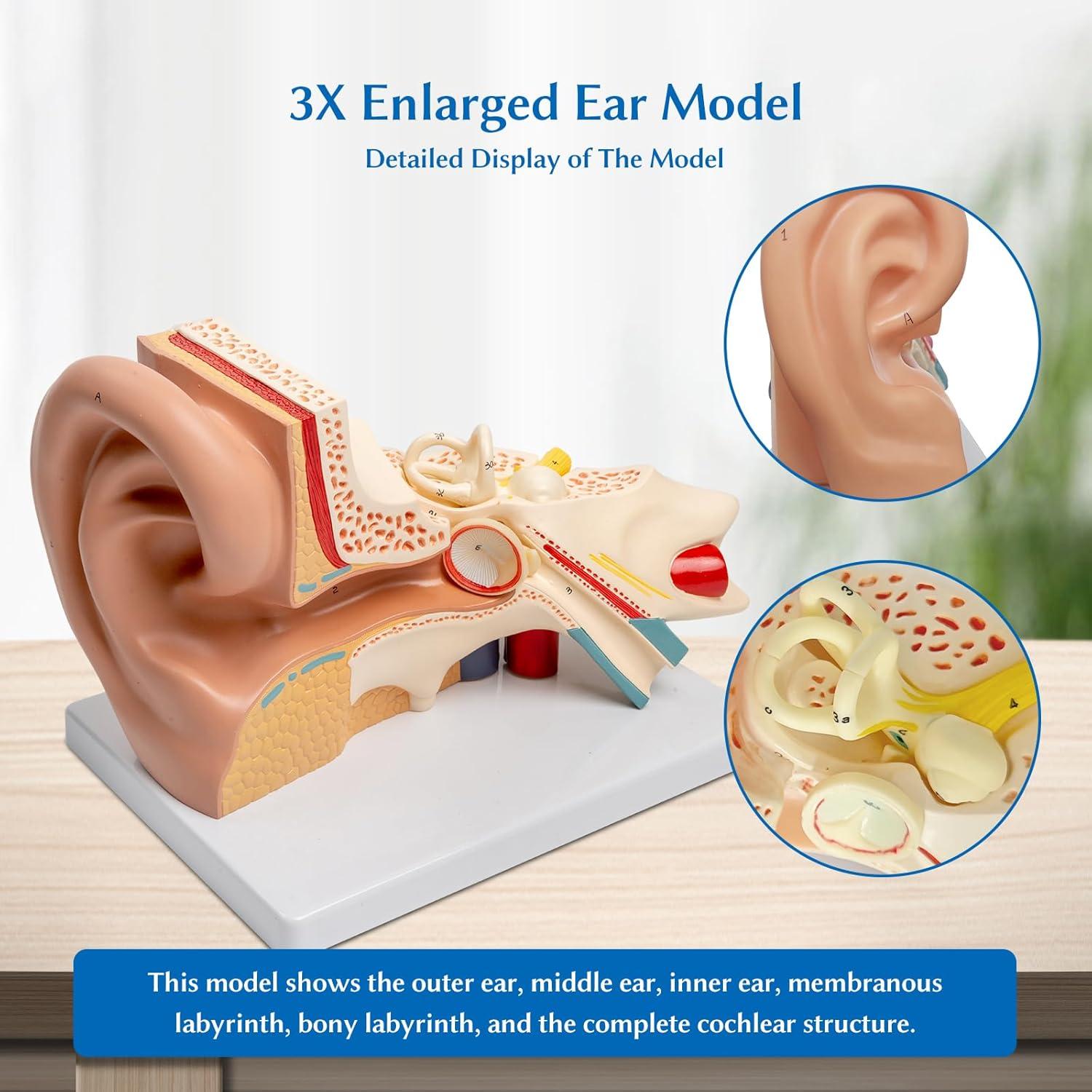 Modelo Anatómico del Oído Humano 3X SFXYJ PVC para Estudio