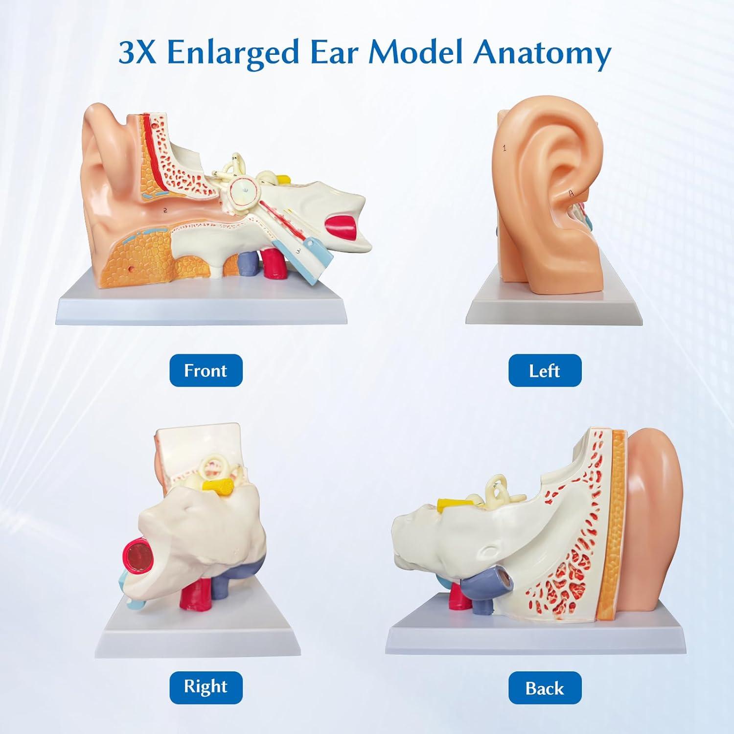 Modelo Anatómico del Oído Humano 3X SFXYJ PVC para Estudio